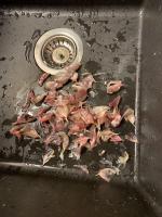 Knoblauchzehen geschält