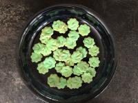 Plätzchen mit Dinofußspuren, grün eingefärbt