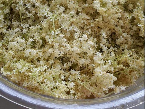 Holunder-Apfel-Gelee