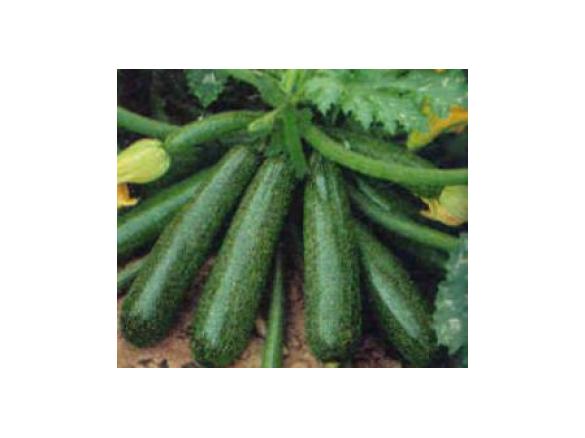 Zucchini Sahne Nudeln