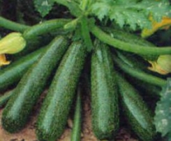 Zucchini Sahne Nudeln