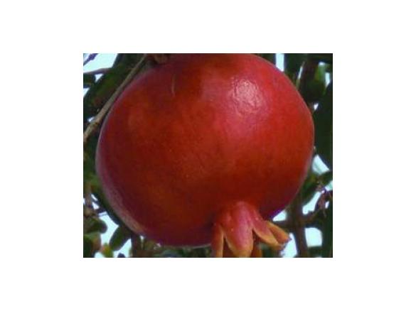 Römersalat mit Orangen und Granatapfelkernen