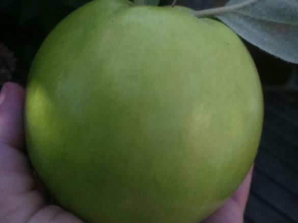 Delikate Quitten-Zitronen-Tonka-Marmelade