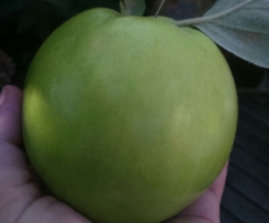 Delikate Quitten-Zitronen-Tonka-Marmelade