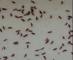 Kochkäse vom Feinsten