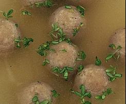 Zwieback Suppenklöße für Hühner oder Rindfleischsuppe