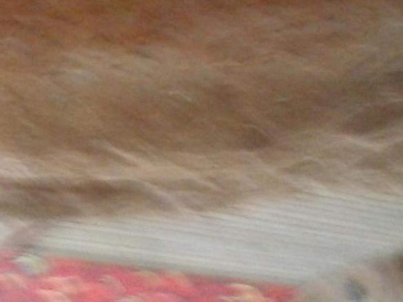 Schnelles Dinkelbrot