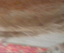 Schnelles Dinkelbrot