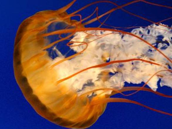 Eierlikör mit ganzen Eiern - schnell und einfach - total lecker