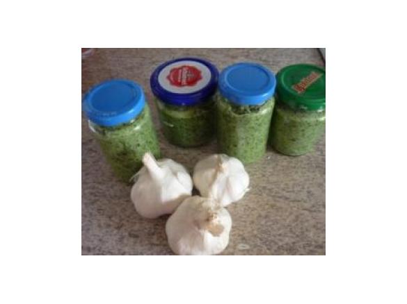 Knoblauch Grundstock