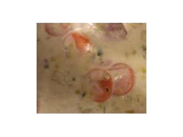 Lauch - Käse - Suppe