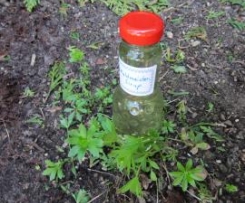 Waldmeistersirup