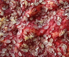 Erdbeer-Hefeteig-Blechkuchen