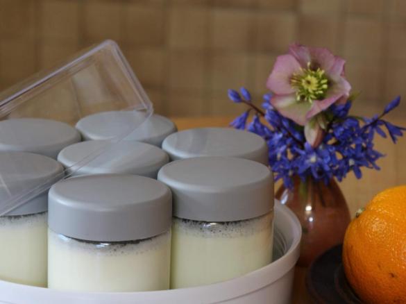 selbstgemachter Joghurt (probiotisch)