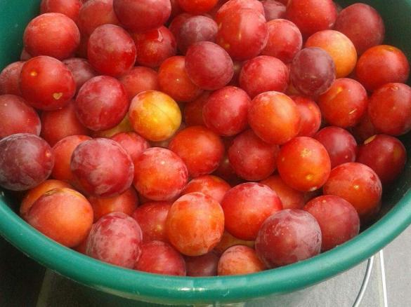 Kriecherlkuchen - Griacherlkuchen