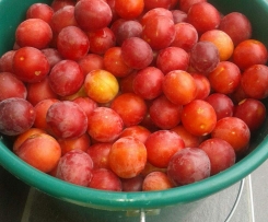 Kriecherlkuchen - Griacherlkuchen