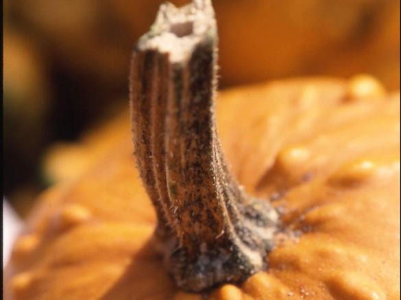 Paprika-Kürbis-Suppe