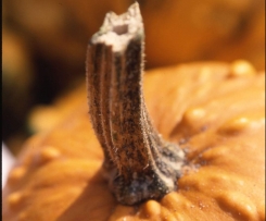 Paprika-Kürbis-Suppe