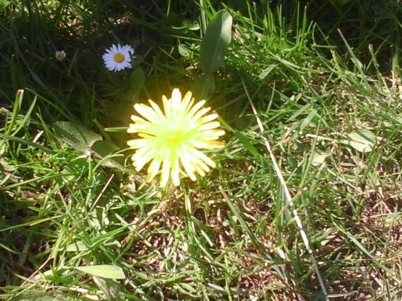 Tomaten-Löwenzahnpesto