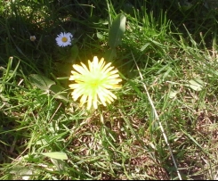 Tomaten-Löwenzahnpesto