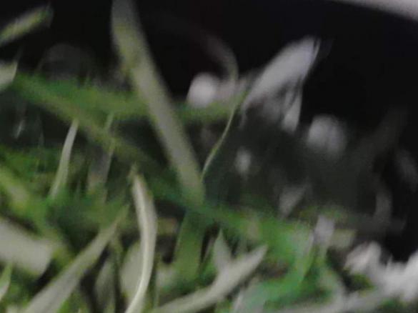 Blumenkohl - Bärlauch Gratin