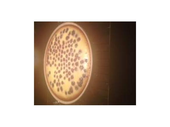 Blueberry Cheesecake