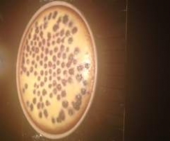 Blueberry Cheesecake