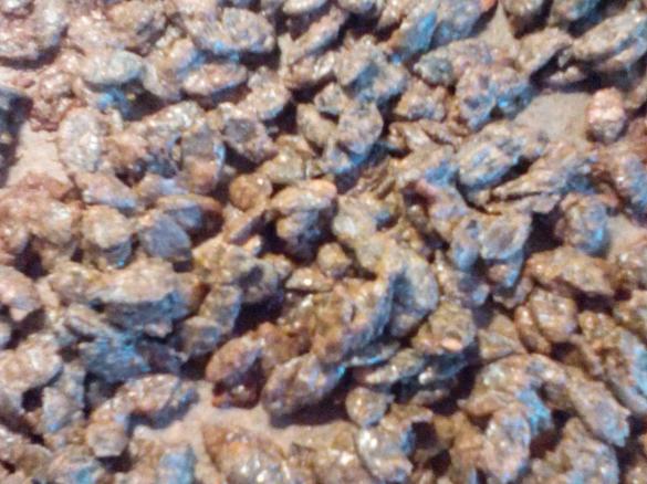 Gebrannte Kürbiskerne