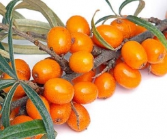 Sanddorn - Birnen Fruchtaufstrich mit Ingwer & Vanille