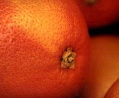 Orangen-Vinaigrette zu Blattsalat