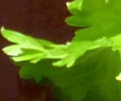 BBQ-Sosse / Barbeque-Sauce