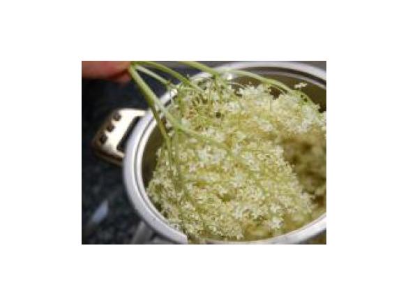 Holunderblüten-Gelee