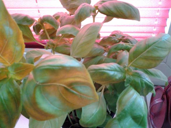 Basilikum Oliven Dip