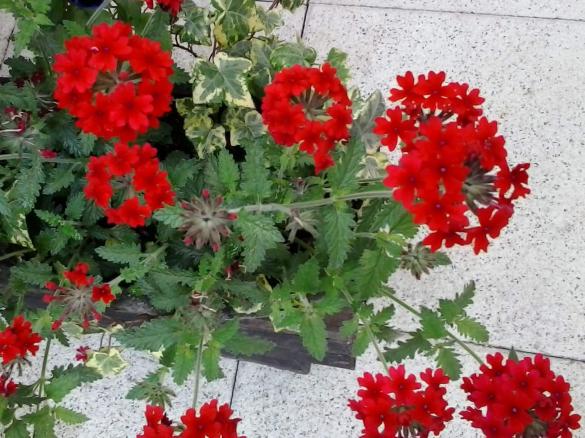 Apfel-Mohrrüben-Salat