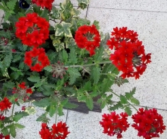 Apfel-Mohrrüben-Salat