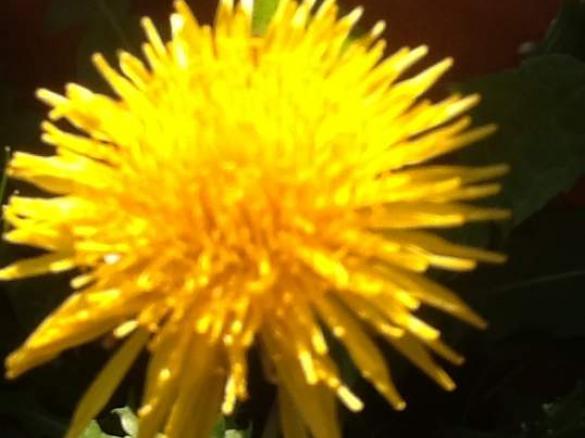 LÖWENZAHNBLÜTEN-GELEE