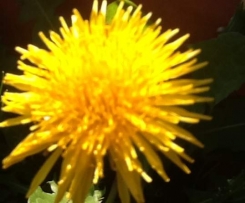 LÖWENZAHNBLÜTEN-GELEE