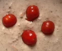 Tomate-Mozarella Aufstrich