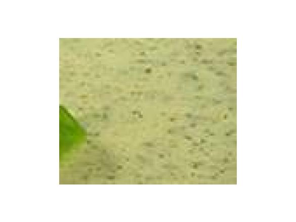 Salatblattcremesuppe