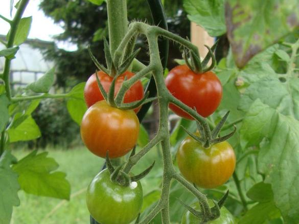 Tomatensuppe mit Shrimps
