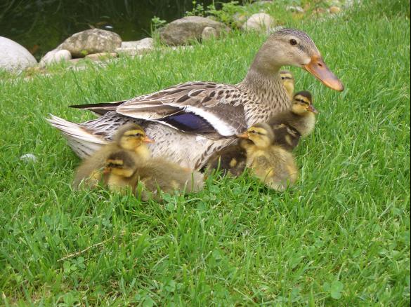  Schoko - Apfel Blechkuchen 