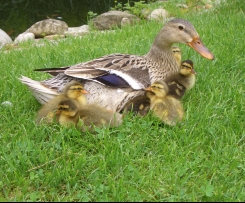  Schoko - Apfel Blechkuchen 