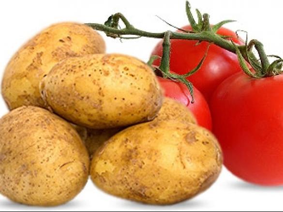 Kartoffel- Tomatensuppe