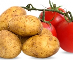 Kartoffel- Tomatensuppe