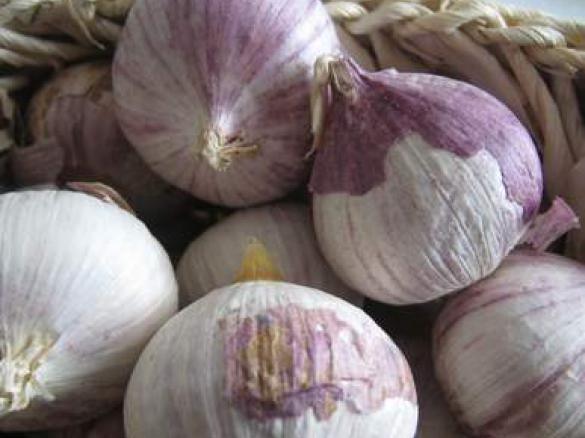 Knoblauch-Bechamelsoße für Aufläufe