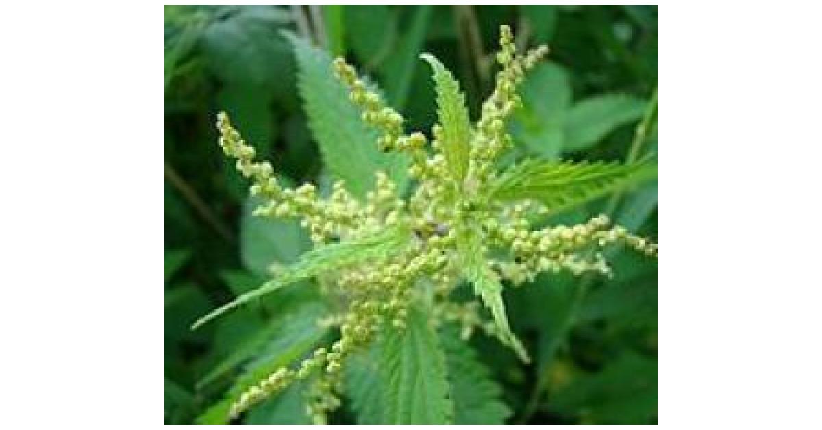 Gourmet AUS DEM WALD - Brennnessel - Spinat von sydney.... Ein ...