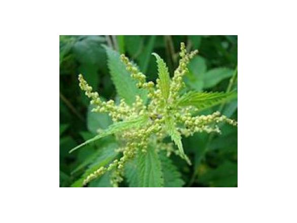 Gourmet AUS DEM WALD - Brennnessel - Spinat