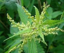 Gourmet AUS DEM WALD - Brennnessel - Spinat