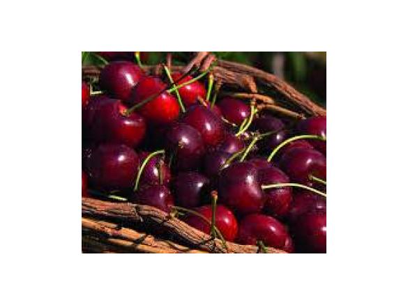 Kirschen entkernen im TM5 / Kirschmarmelade