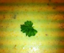 Clam Showder Soup (Muschelsuppe)